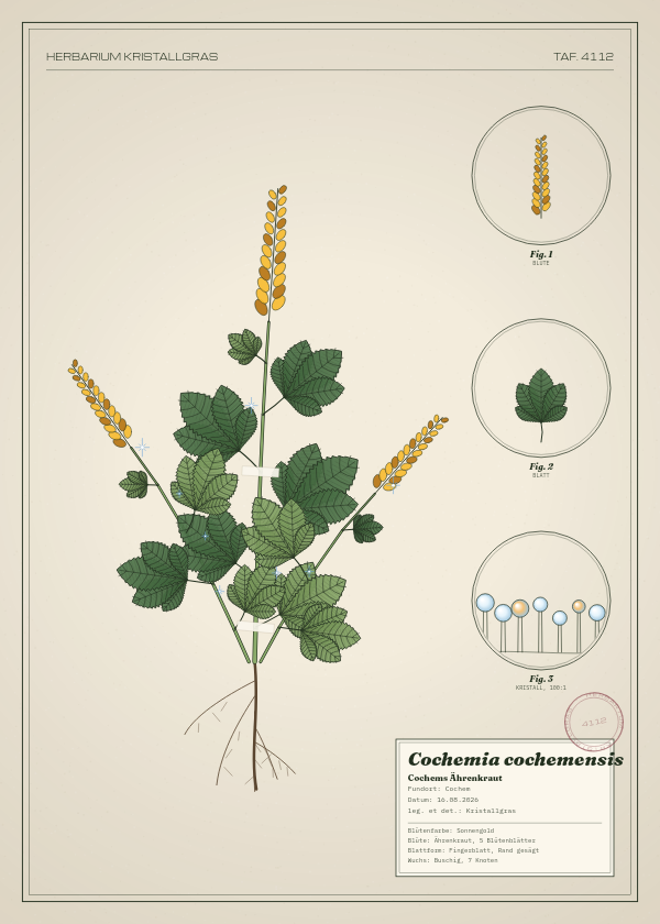 Botanische Tafel: Cochemia cochemensis, eine erfundene Pflanze aus Cochem, gezeichnet wie in einem alten Pflanzenatlas