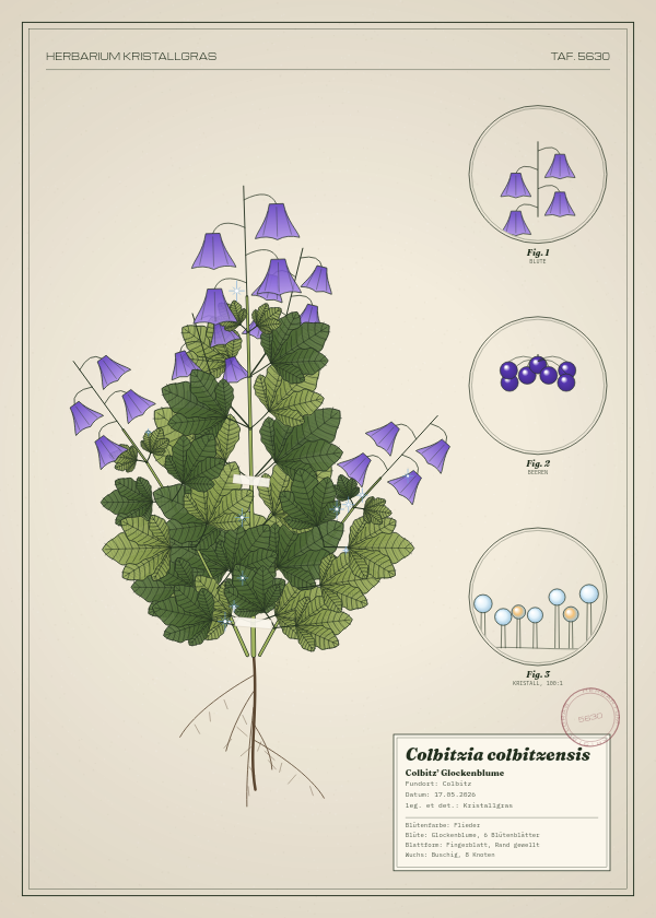 Botanische Tafel: Colbitzia colbitzensis, eine erfundene Pflanze aus Colbitz, gezeichnet wie in einem alten Pflanzenatlas
