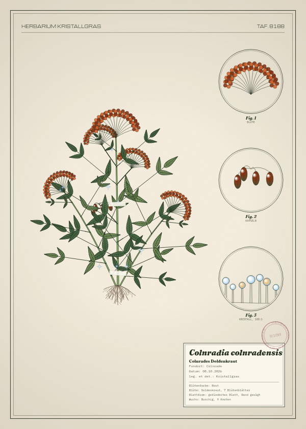 Botanische Tafel: Colnradia colnradensis, eine erfundene Pflanze aus Colnrade, gezeichnet wie in einem alten Pflanzenatlas