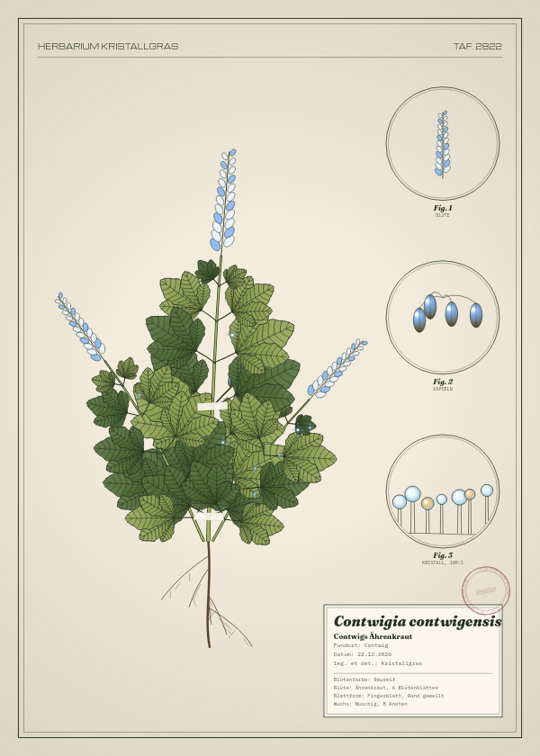 Botanische Tafel: Contwigia contwigensis, eine erfundene Pflanze aus Contwig, gezeichnet wie in einem alten Pflanzenatlas