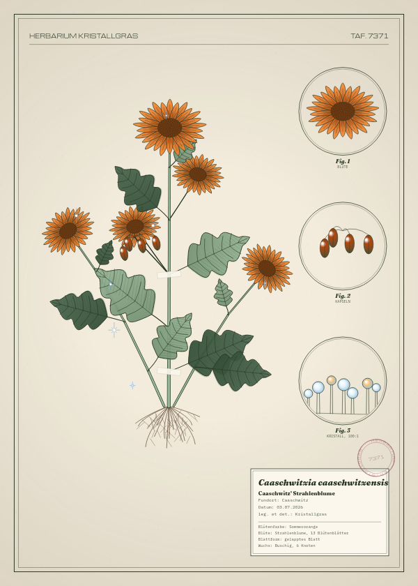 Botanische Tafel: Caaschwitzia caaschwitzensis, eine erfundene Pflanze aus Caaschwitz, gezeichnet wie in einem alten Pflanzenatlas
