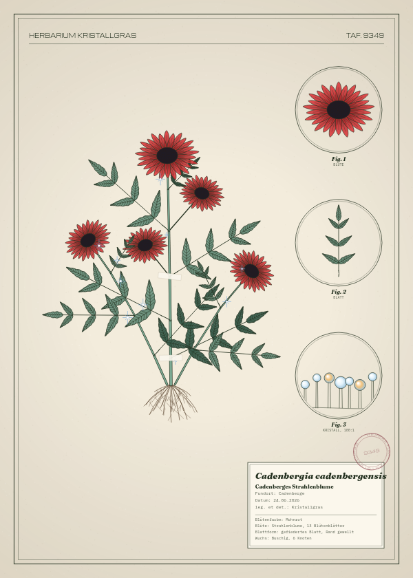Botanische Tafel: Cadenbergia cadenbergensis, eine erfundene Pflanze aus Cadenberge, gezeichnet wie in einem alten Pflanzenatlas
