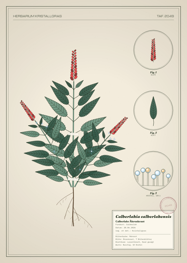 Botanische Tafel: Calberlahia calberlahensis, eine erfundene Pflanze aus Calberlah, gezeichnet wie in einem alten Pflanzenatlas