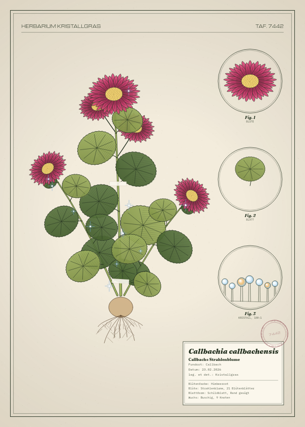 Botanische Tafel: Callbachia callbachensis, eine erfundene Pflanze aus Callbach, gezeichnet wie in einem alten Pflanzenatlas