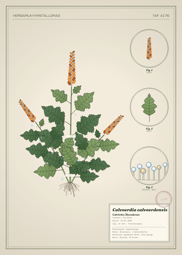 Botanische Tafel: Calvoerdia calvoerdensis, eine erfundene Pflanze aus Calvörde, gezeichnet wie in einem alten Pflanzenatlas