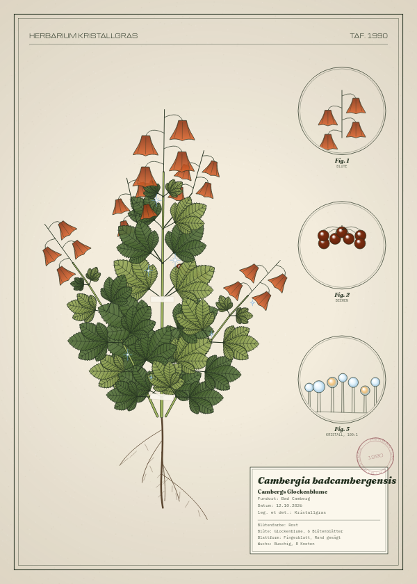 Botanische Tafel: Cambergia badcambergensis, eine erfundene Pflanze aus Bad Camberg, gezeichnet wie in einem alten Pflanzenatlas