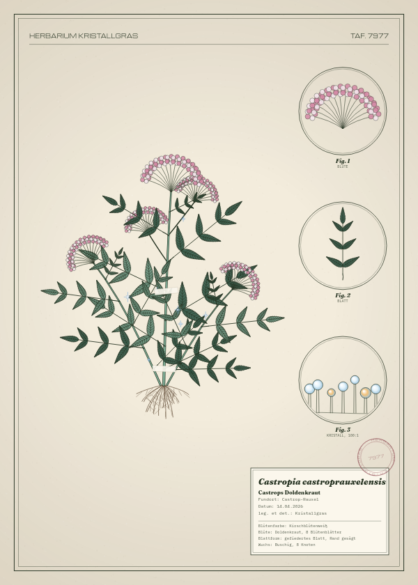 Botanische Tafel: Castropia castroprauxelensis, eine erfundene Pflanze aus Castrop-Rauxel, gezeichnet wie in einem alten Pflanzenatlas