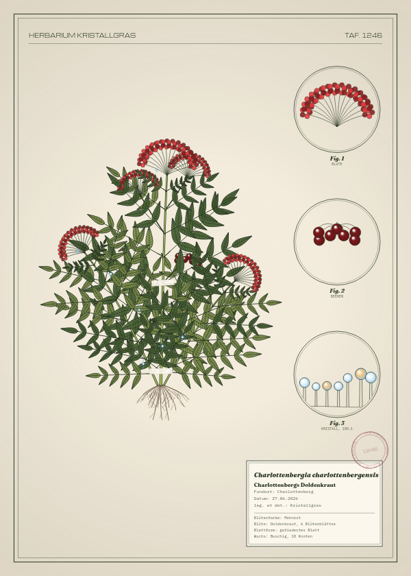 Botanische Tafel: Charlottenbergia charlottenbergensis, eine erfundene Pflanze aus Charlottenberg, gezeichnet wie in einem alten Pflanzenatlas