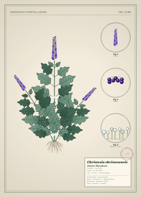 Botanische Tafel: Christesia christesensis, eine erfundene Pflanze aus Christes, gezeichnet wie in einem alten Pflanzenatlas