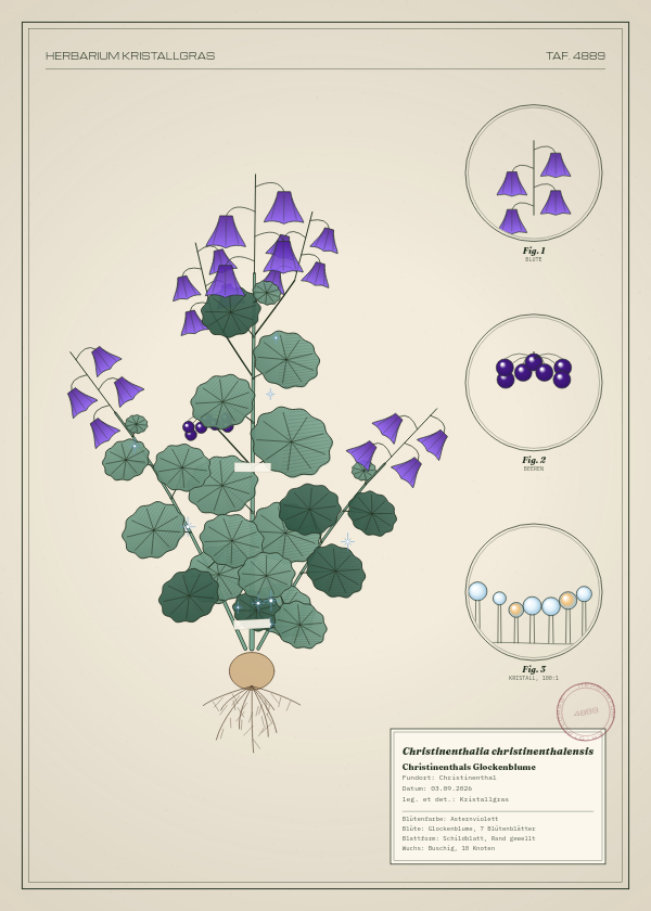 Botanische Tafel: Christinenthalia christinenthalensis, eine erfundene Pflanze aus Christinenthal, gezeichnet wie in einem alten Pflanzenatlas