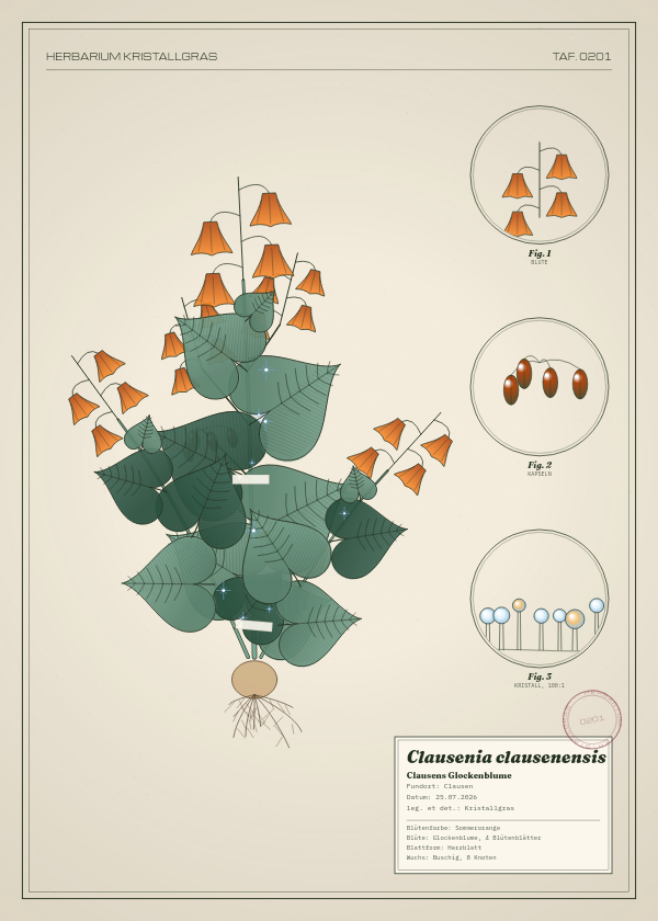 Botanische Tafel: Clausenia clausenensis, eine erfundene Pflanze aus Clausen, gezeichnet wie in einem alten Pflanzenatlas