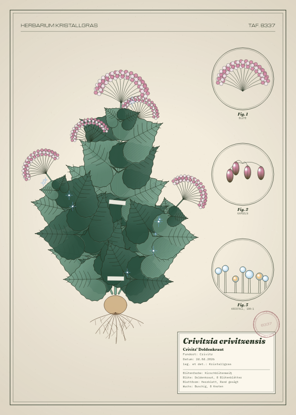 Botanische Tafel: Crivitzia crivitzensis, eine erfundene Pflanze aus Crivitz, gezeichnet wie in einem alten Pflanzenatlas