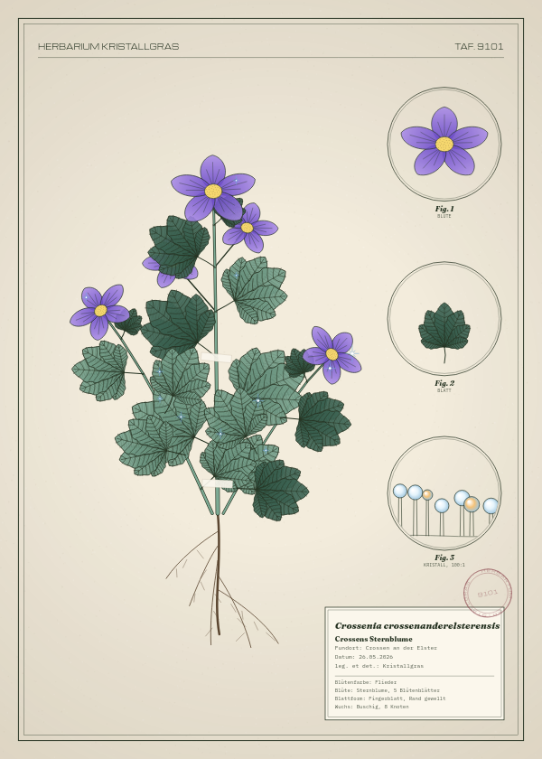 Botanische Tafel: Crossenia crossenanderelsterensis, eine erfundene Pflanze aus Crossen an der Elster, gezeichnet wie in einem alten Pflanzenatlas
