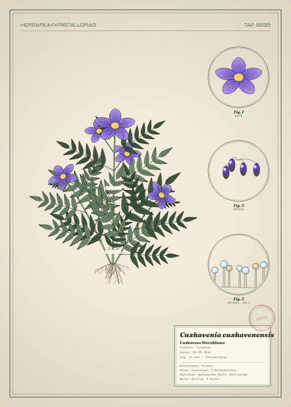 Botanische Tafel: Cuxhavenia cuxhavenensis, eine erfundene Pflanze aus Cuxhaven, gezeichnet wie in einem alten Pflanzenatlas