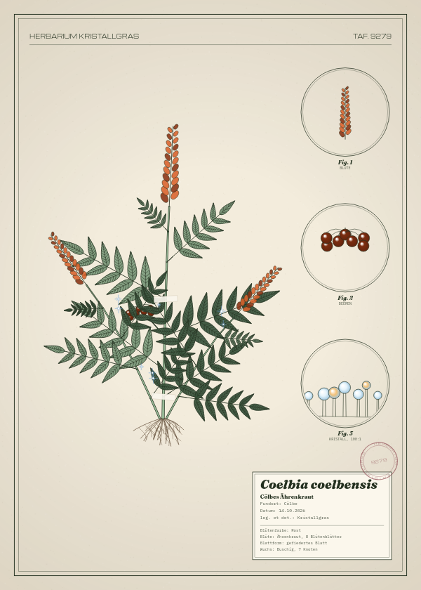 Botanische Tafel: Coelbia coelbensis, eine erfundene Pflanze aus Cölbe, gezeichnet wie in einem alten Pflanzenatlas