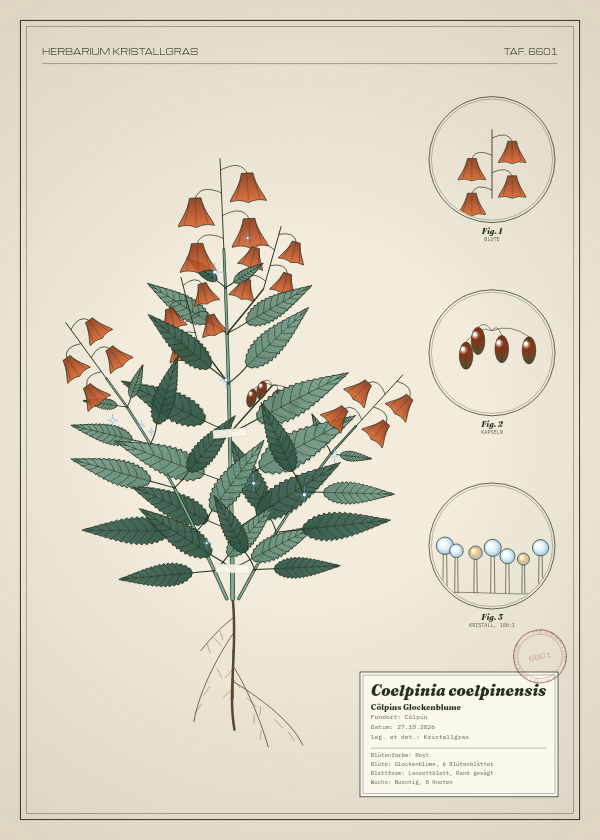 Botanische Tafel: Coelpinia coelpinensis, eine erfundene Pflanze aus Cölpin, gezeichnet wie in einem alten Pflanzenatlas