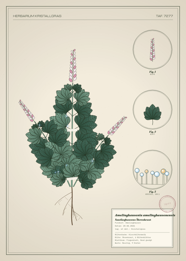Botanische Tafel: Amelinghausenia amelinghausenensis, eine erfundene Pflanze aus Amelinghausen, gezeichnet wie in einem alten Pflanzenatlas