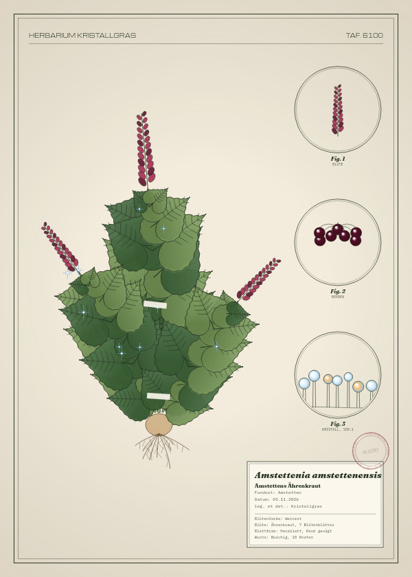Botanische Tafel: Amstettenia amstettenensis, eine erfundene Pflanze aus Amstetten, gezeichnet wie in einem alten Pflanzenatlas