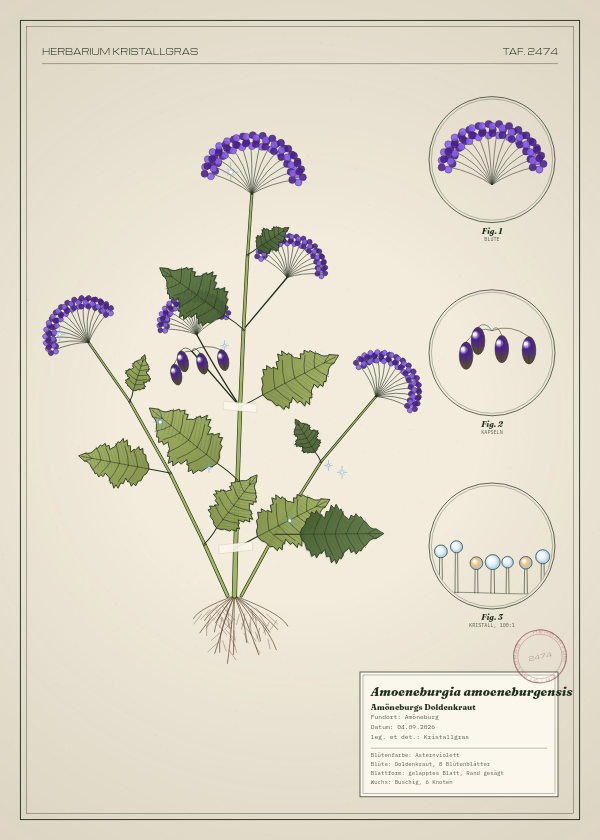 Botanische Tafel: Amoeneburgia amoeneburgensis, eine erfundene Pflanze aus Amöneburg, gezeichnet wie in einem alten Pflanzenatlas