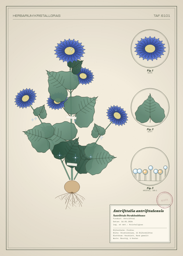 Botanische Tafel: Antrifttalia antrifttalensis, eine erfundene Pflanze aus Antrifttal, gezeichnet wie in einem alten Pflanzenatlas