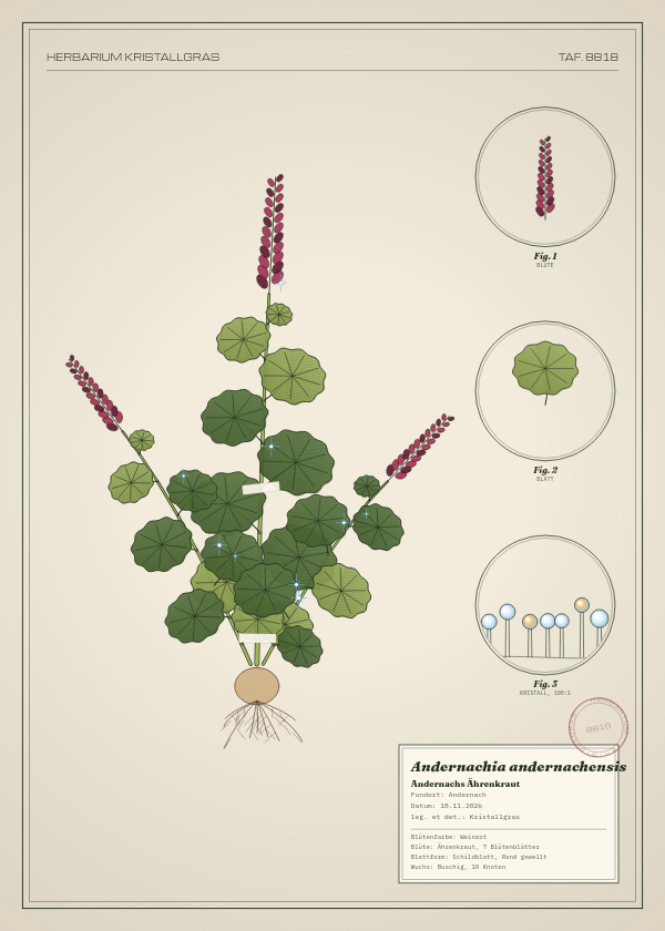 Botanische Tafel: Andernachia andernachensis, eine erfundene Pflanze aus Andernach, gezeichnet wie in einem alten Pflanzenatlas