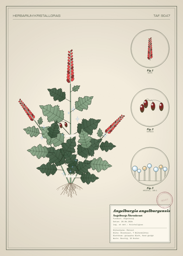 Botanische Tafel: Angelburgia angelburgensis, eine erfundene Pflanze aus Angelburg, gezeichnet wie in einem alten Pflanzenatlas