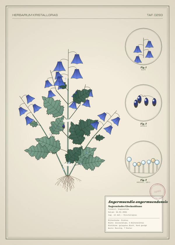 Botanische Tafel: Angermuendia angermuendensis, eine erfundene Pflanze aus Angermünde, gezeichnet wie in einem alten Pflanzenatlas