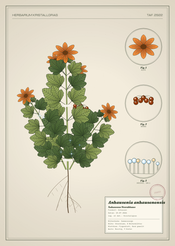 Botanische Tafel: Anhausenia anhausenensis, eine erfundene Pflanze aus Anhausen, gezeichnet wie in einem alten Pflanzenatlas