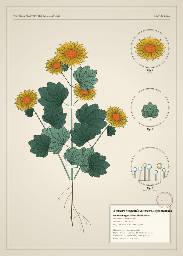 Botanische Tafel: Ankershagenia ankershagenensis, eine erfundene Pflanze aus Ankershagen, gezeichnet wie in einem alten Pflanzenatlas