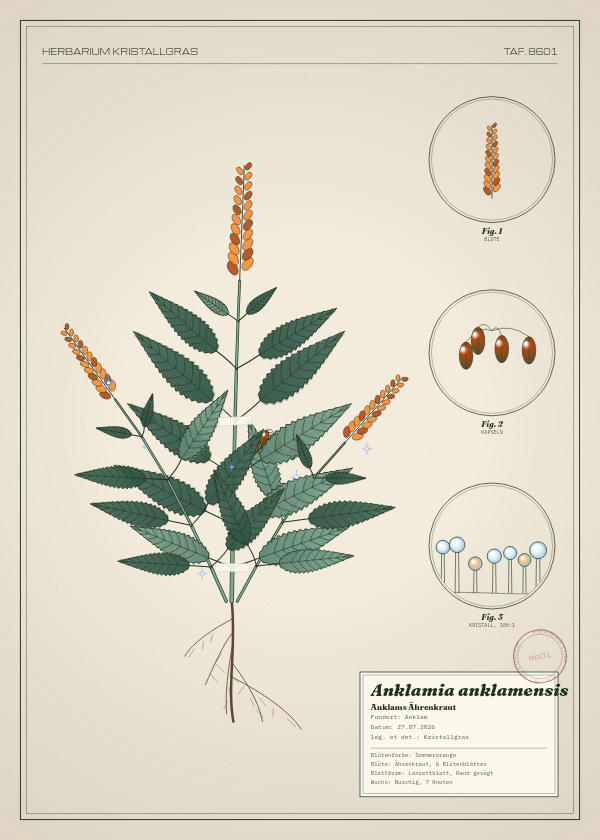 Botanische Tafel: Anklamia anklamensis, eine erfundene Pflanze aus Anklam, gezeichnet wie in einem alten Pflanzenatlas