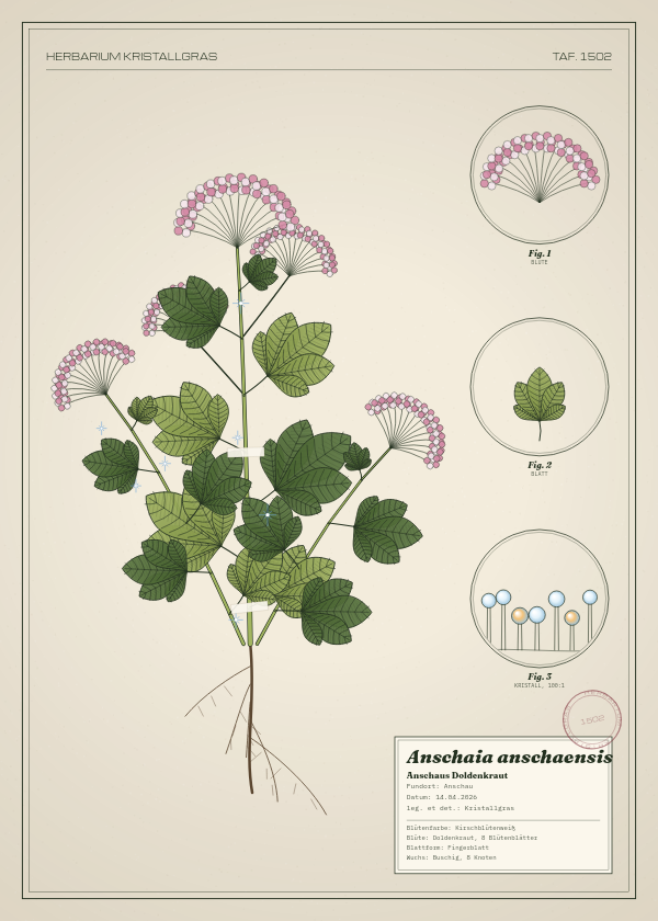 Botanische Tafel: Anschaia anschaensis, eine erfundene Pflanze aus Anschau, gezeichnet wie in einem alten Pflanzenatlas