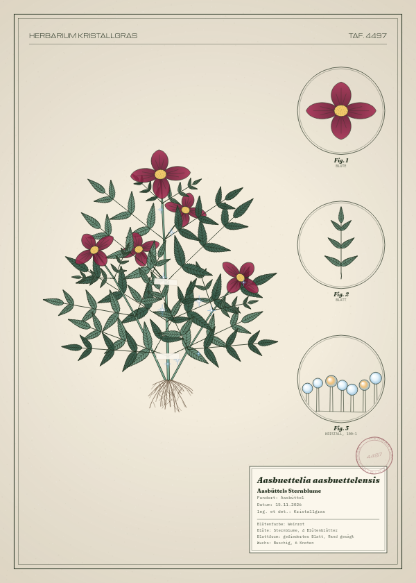 Botanische Tafel: Aasbuettelia aasbuettelensis, eine erfundene Pflanze aus Aasbüttel, gezeichnet wie in einem alten Pflanzenatlas