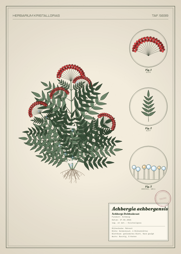 Botanische Tafel: Achbergia achbergensis, eine erfundene Pflanze aus Achberg, gezeichnet wie in einem alten Pflanzenatlas