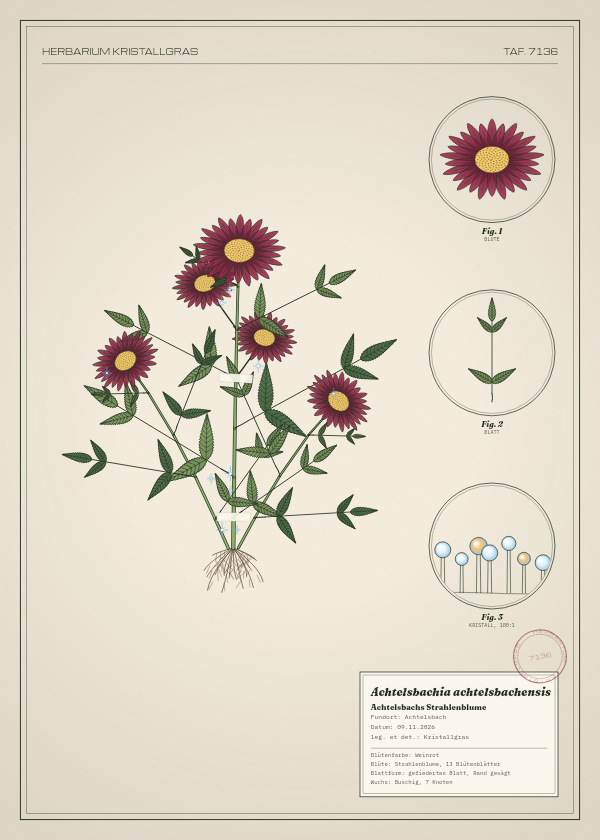 Botanische Tafel: Achtelsbachia achtelsbachensis, eine erfundene Pflanze aus Achtelsbach, gezeichnet wie in einem alten Pflanzenatlas