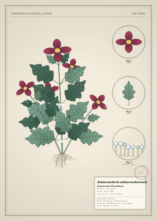 Botanische Tafel: Achterwehria achterwehrensis, eine erfundene Pflanze aus Achterwehr, gezeichnet wie in einem alten Pflanzenatlas
