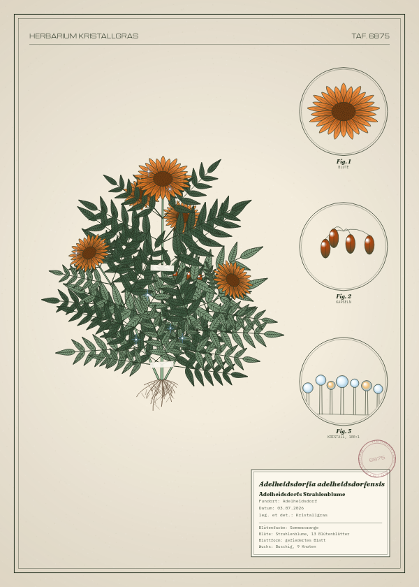 Botanische Tafel: Adelheidsdorfia adelheidsdorfensis, eine erfundene Pflanze aus Adelheidsdorf, gezeichnet wie in einem alten Pflanzenatlas