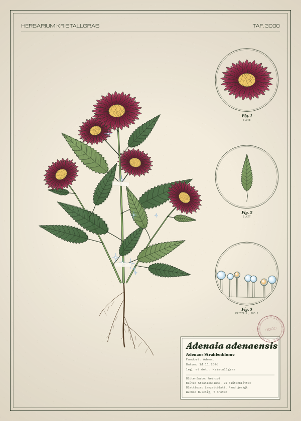 Botanische Tafel: Adenaia adenaensis, eine erfundene Pflanze aus Adenau, gezeichnet wie in einem alten Pflanzenatlas