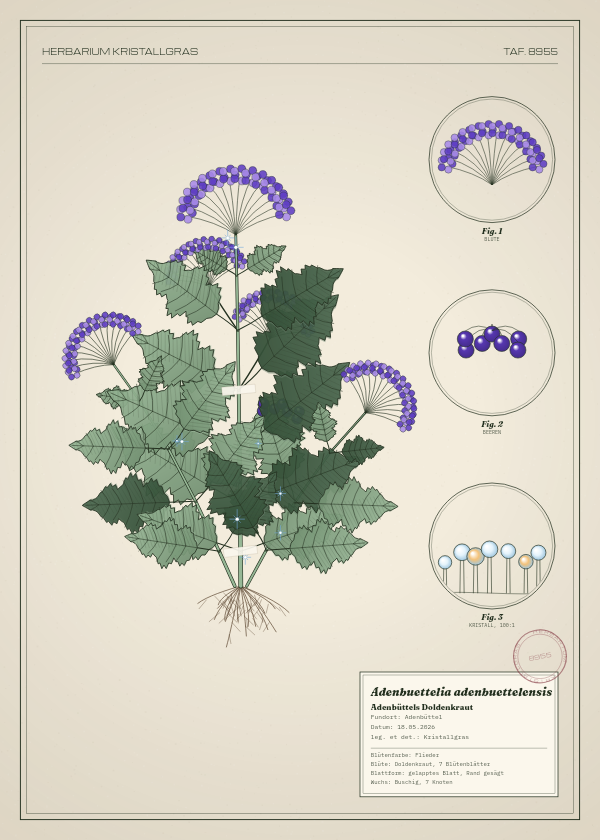 Botanische Tafel: Adenbuettelia adenbuettelensis, eine erfundene Pflanze aus Adenbüttel, gezeichnet wie in einem alten Pflanzenatlas