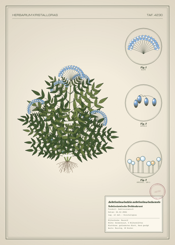 Botanische Tafel: Aebtissinwischia aebtissinwischensis, eine erfundene Pflanze aus Aebtissinwisch, gezeichnet wie in einem alten Pflanzenatlas