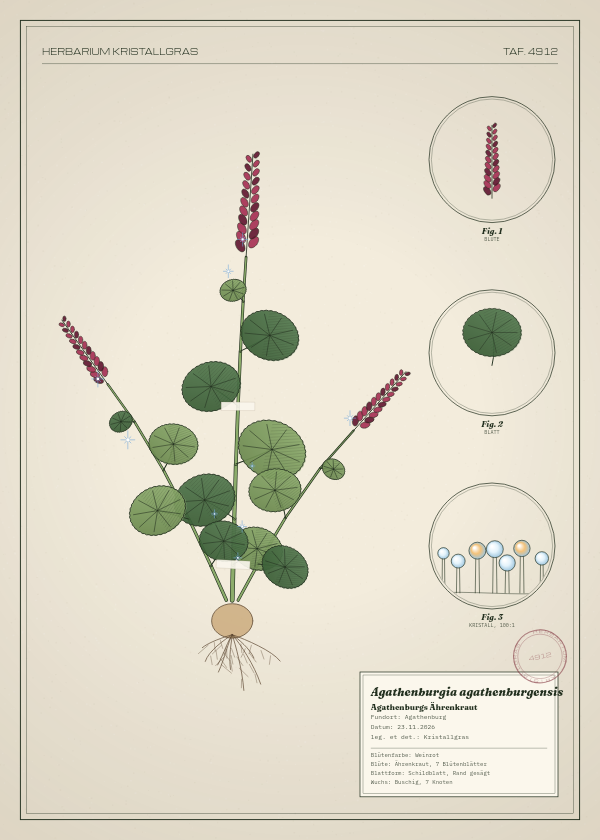 Botanische Tafel: Agathenburgia agathenburgensis, eine erfundene Pflanze aus Agathenburg, gezeichnet wie in einem alten Pflanzenatlas