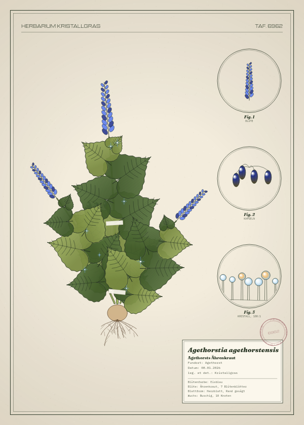 Botanische Tafel: Agethorstia agethorstensis, eine erfundene Pflanze aus Agethorst, gezeichnet wie in einem alten Pflanzenatlas