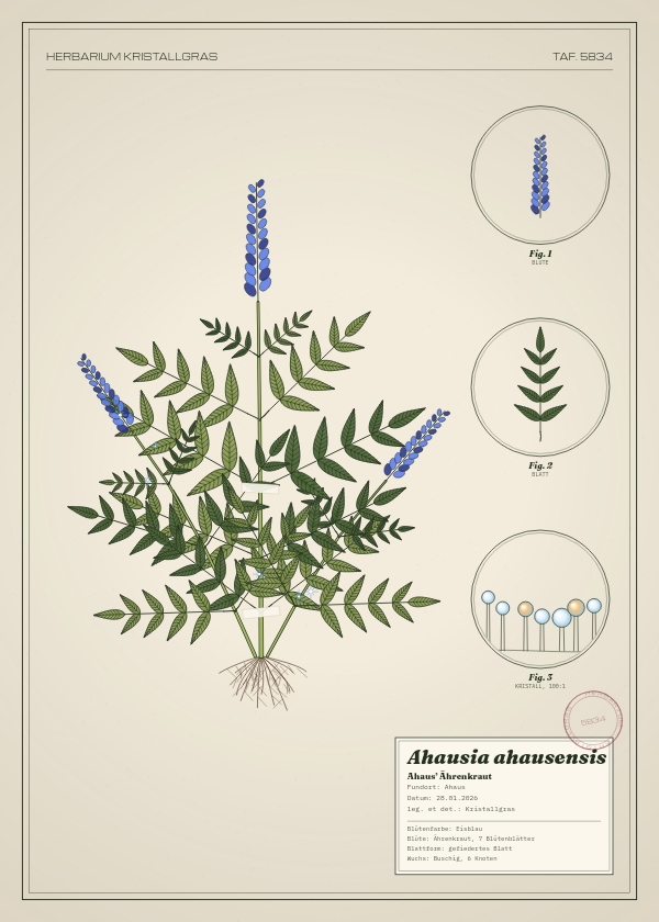 Botanische Tafel: Ahausia ahausensis, eine erfundene Pflanze aus Ahaus, gezeichnet wie in einem alten Pflanzenatlas