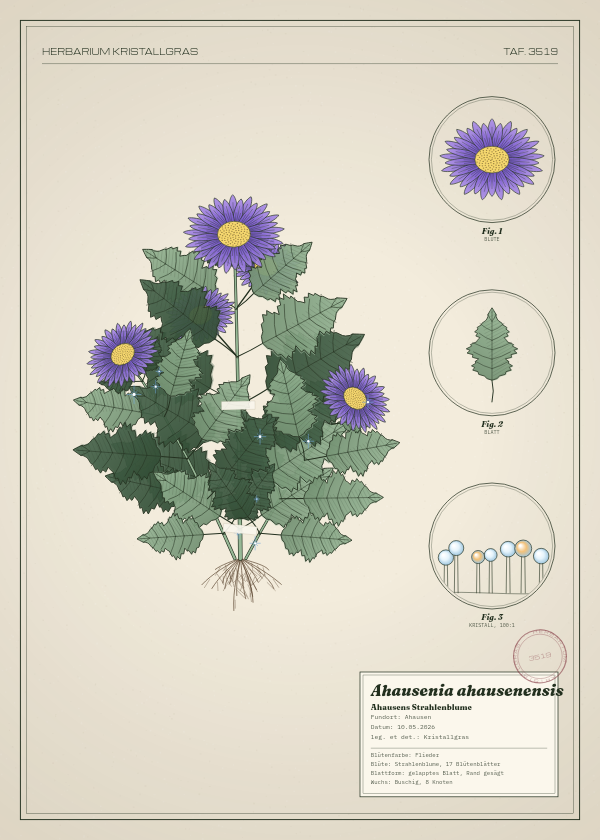 Botanische Tafel: Ahausenia ahausenensis, eine erfundene Pflanze aus Ahausen, gezeichnet wie in einem alten Pflanzenatlas