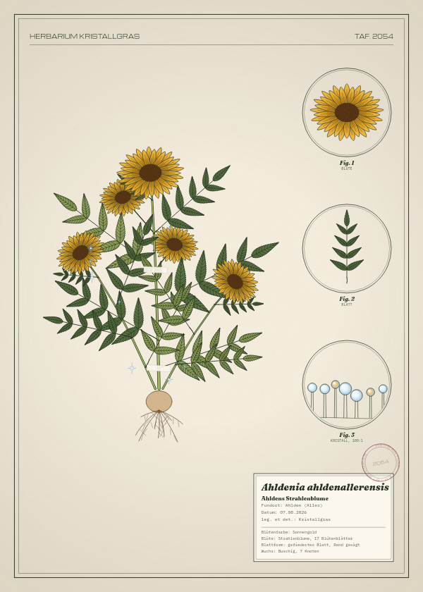 Botanische Tafel: Ahldenia ahldenallerensis, eine erfundene Pflanze aus Ahlden (Aller), gezeichnet wie in einem alten Pflanzenatlas