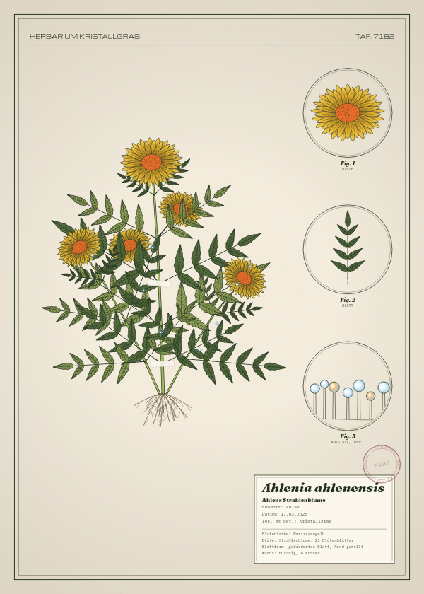Botanische Tafel: Ahlenia ahlenensis, eine erfundene Pflanze aus Ahlen, gezeichnet wie in einem alten Pflanzenatlas