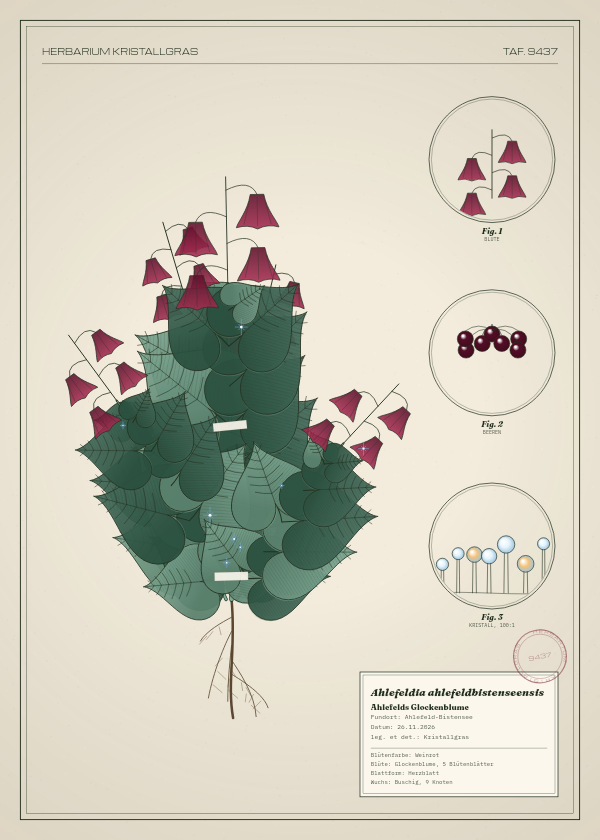 Botanische Tafel: Ahlefeldia ahlefeldbistenseensis, eine erfundene Pflanze aus Ahlefeld-Bistensee, gezeichnet wie in einem alten Pflanzenatlas