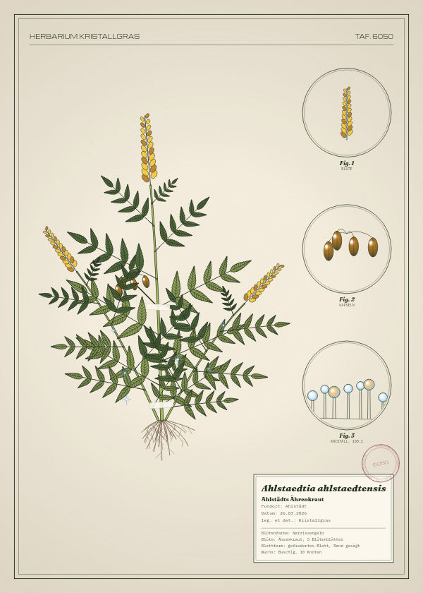 Botanische Tafel: Ahlstaedtia ahlstaedtensis, eine erfundene Pflanze aus Ahlstädt, gezeichnet wie in einem alten Pflanzenatlas