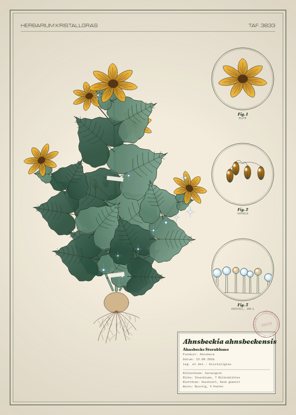 Botanische Tafel: Ahnsbeckia ahnsbeckensis, eine erfundene Pflanze aus Ahnsbeck, gezeichnet wie in einem alten Pflanzenatlas