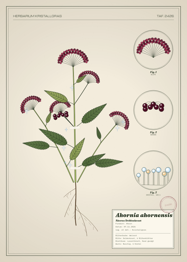 Botanische Tafel: Ahornia ahornensis, eine erfundene Pflanze aus Ahorn, gezeichnet wie in einem alten Pflanzenatlas