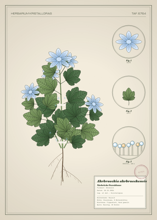 Botanische Tafel: Ahrbrueckia ahrbrueckensis, eine erfundene Pflanze aus Ahrbrück, gezeichnet wie in einem alten Pflanzenatlas